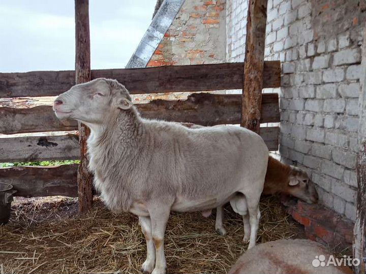 Бараны на племя Катумские