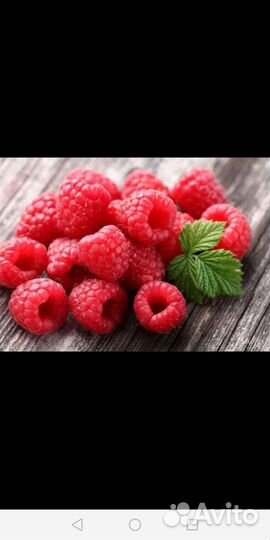 Саженцы Сортовой малины