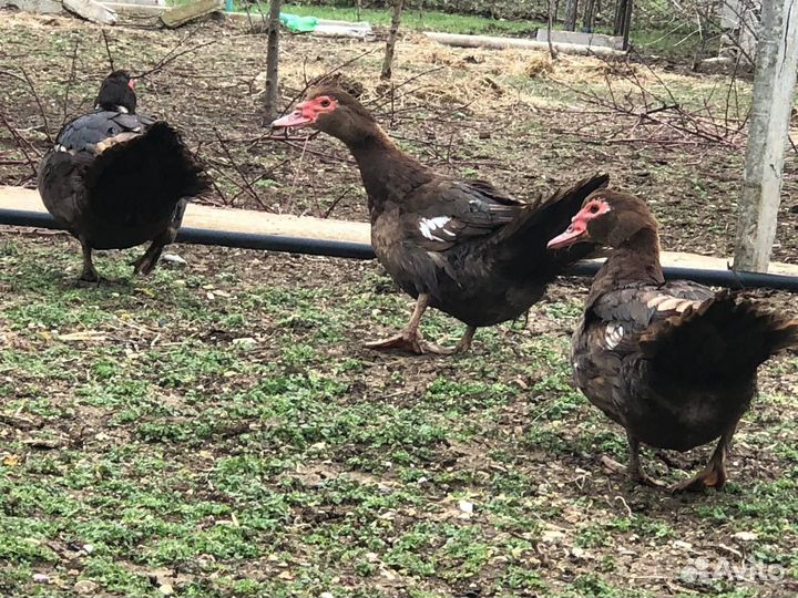 Мускусные утки 