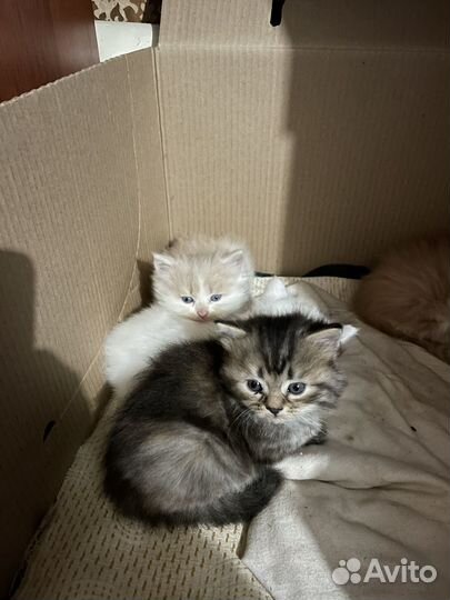 Персидские котята бесплатно