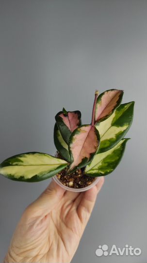 Хойи сортовые