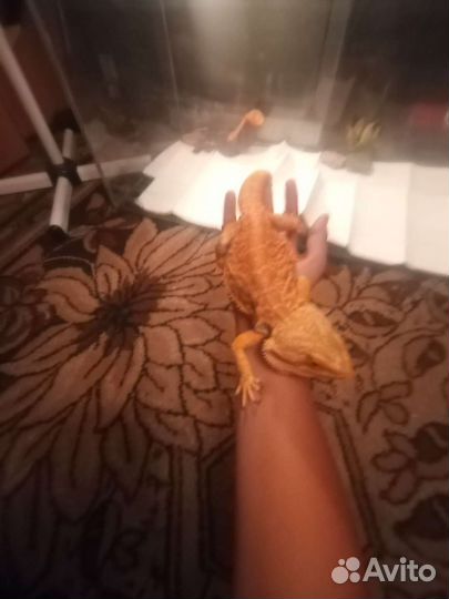 Агама, эублефар