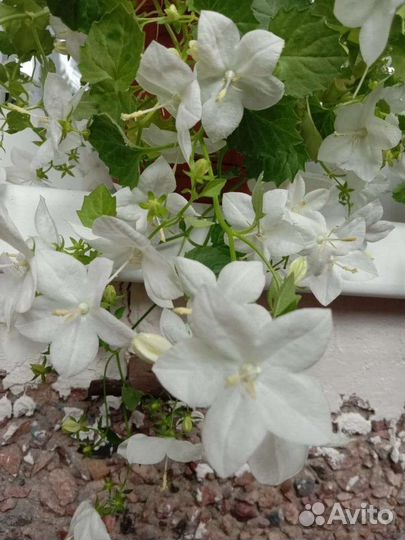 Кампанула невеста, жених цветущая