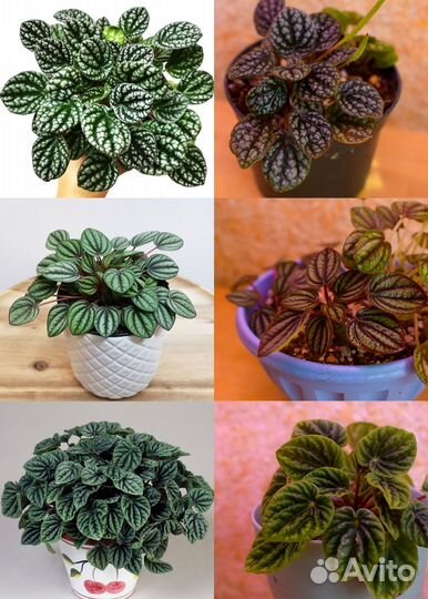 Пеперомии набором