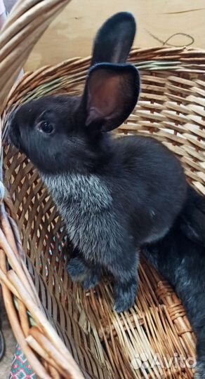 Кролик Серебристый (Полтавское серебро)