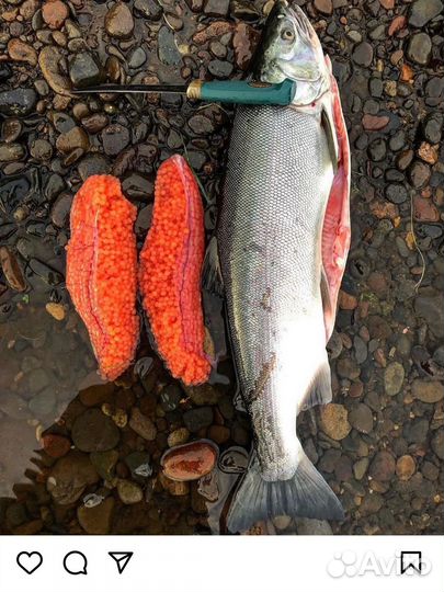 Дикий лосось