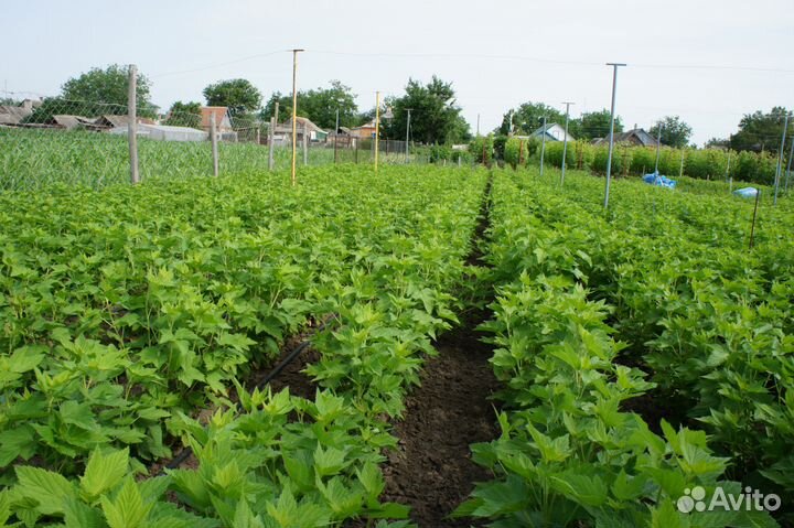 Саженцы чёрной смородины