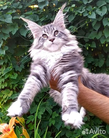 Котята мейн-кун продажа