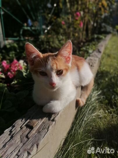 Кошка в дар
