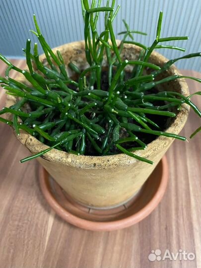 Комнатные домашние растения