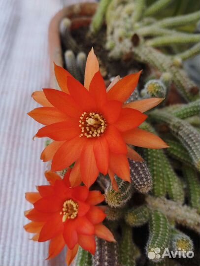 Кактус цветущий