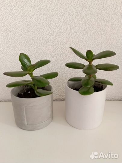 Крассула толстянка денежное дерево