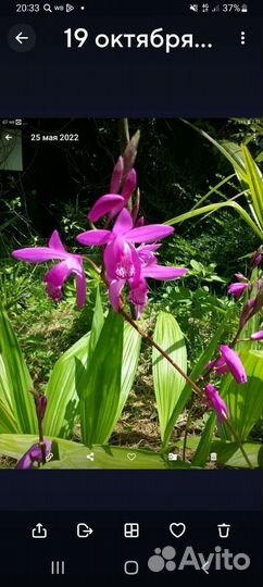 Цветы для сада и дома