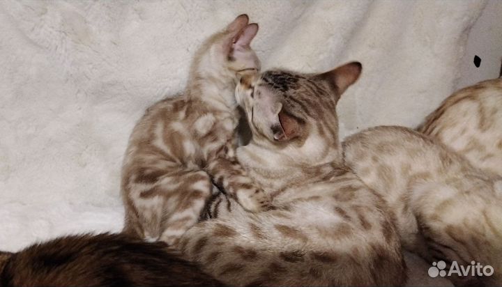 Бенгальская