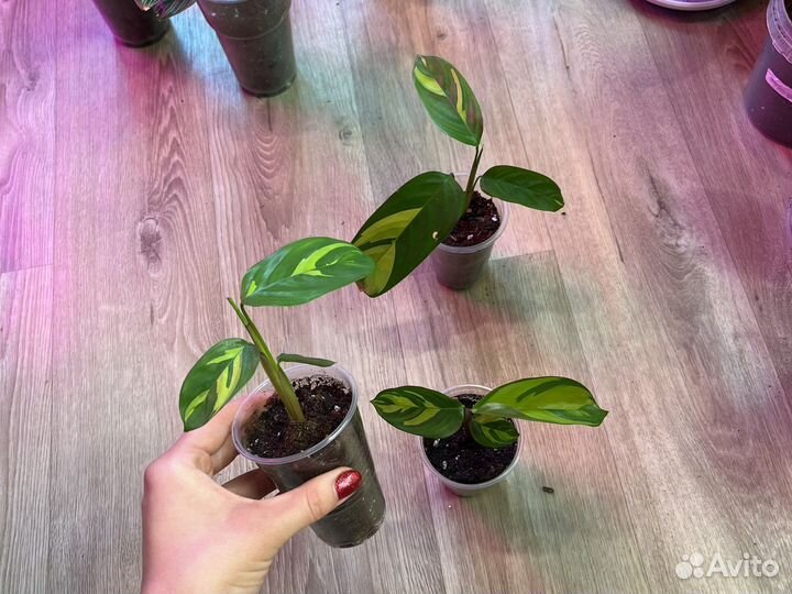 Калатея Ктенанта маранта