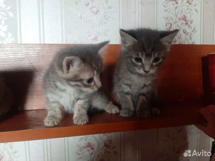 Кошка в дар бесплатно