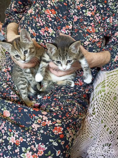 Котята в добрые руки бесплатно