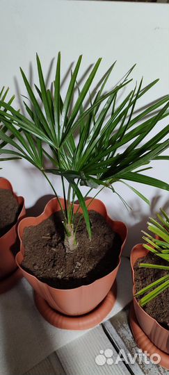 Пальма трахикарпус