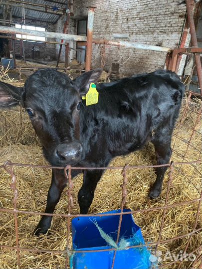 Телята. Телки и бычки