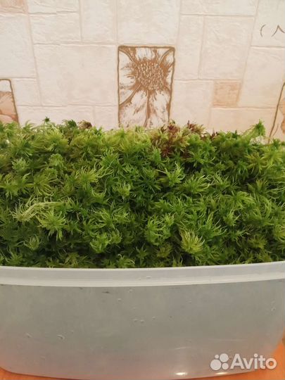 Мох Сфагнум,Ковровый,Дикранум,Ягель