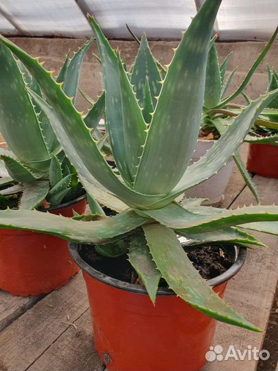 Алоэ вера растение