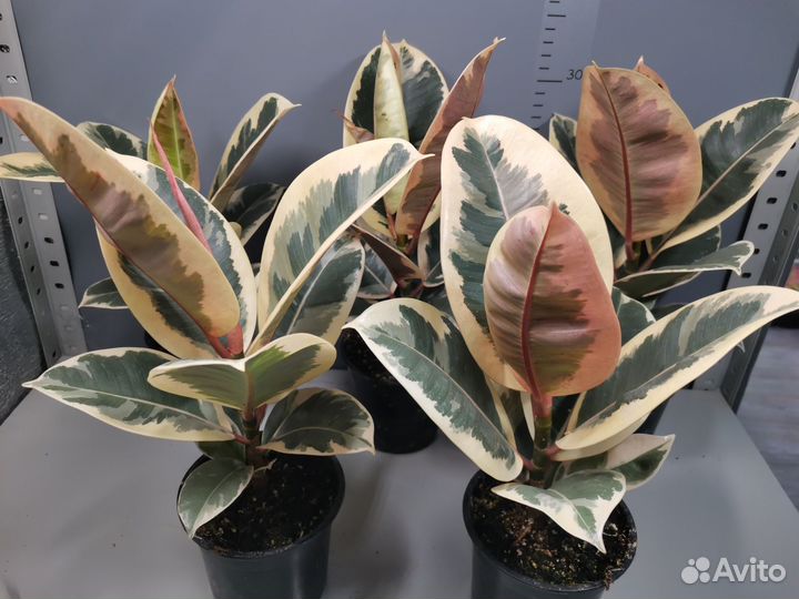 Фикус эластика тинеке