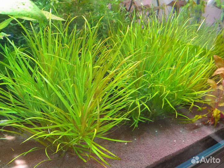 Аквариумное растение