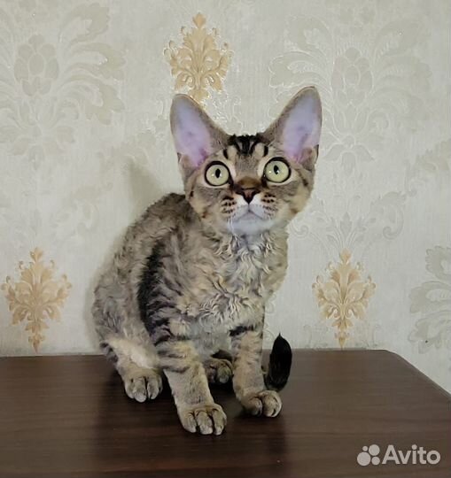 Котенок девочка Девон Рекс