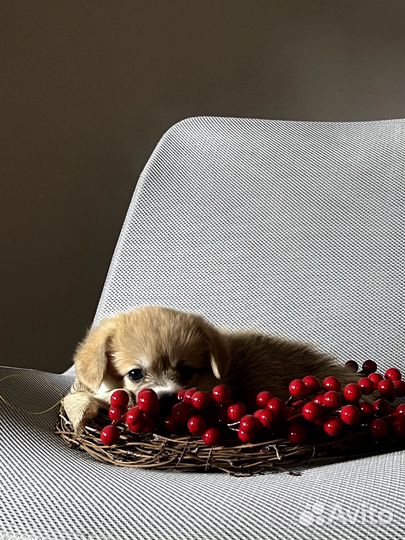 Щенки вельш-корги пемброк