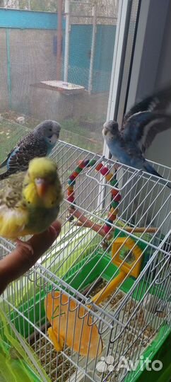 Молодые попугайчики