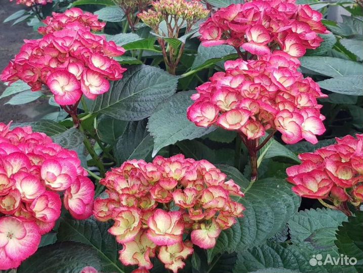 Гортензия Крупнолистная 18 сортов