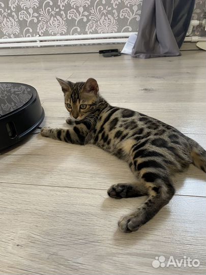 Бенгальские котята