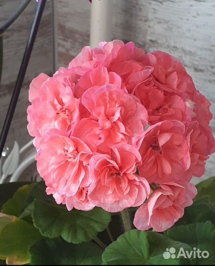 Пеларгония сортовая коллекционная