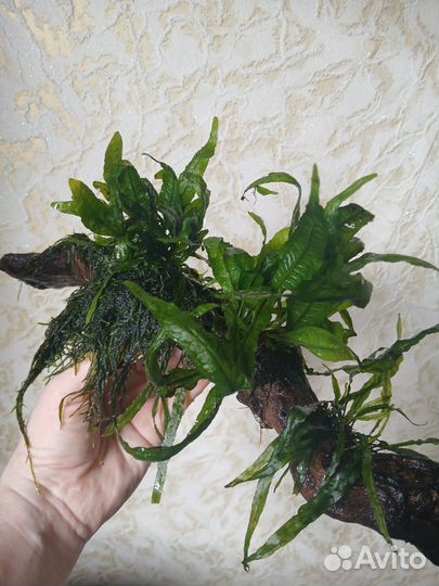 Живой декор для аквариума