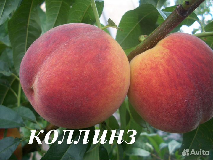 Саженцы плодовых деревьев,саженцы роз