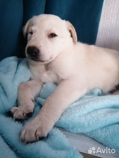 Отдам щенка в добрае руки