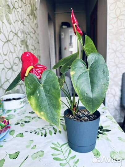 Мужское счастье антуриум