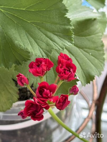 Комнатные растения