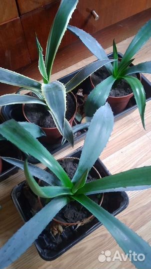 Агава голубая и американская