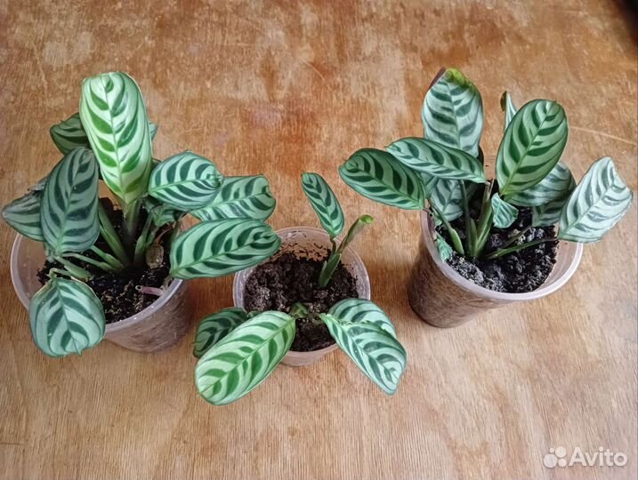 Комнатные растения