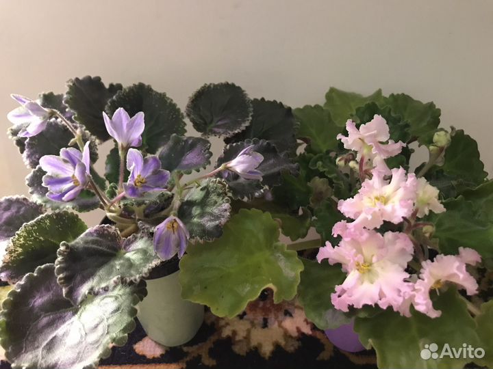 Фиалка сортовые-детки, взрослые