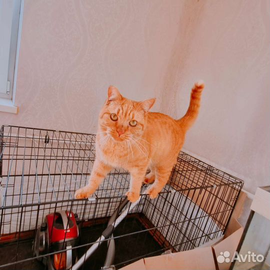 Кошечка 1 год в добрые руки