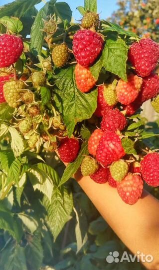 Маточный корень малины