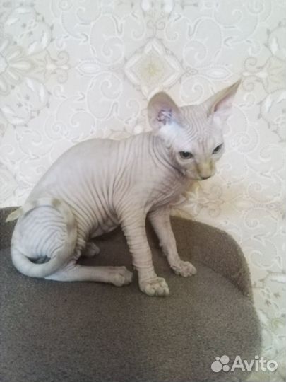 Котенок Сфинкс