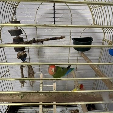 Попугай неразлучники