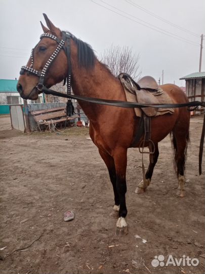 Продам жеребца