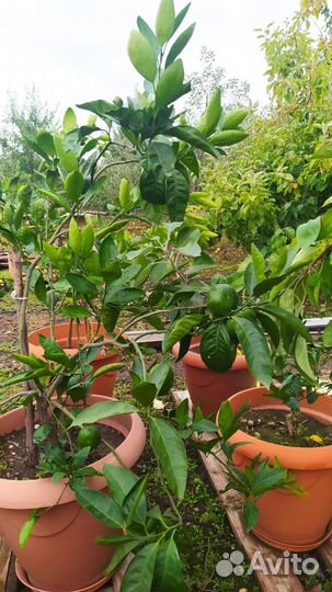 Лимонное дерево,мандарин