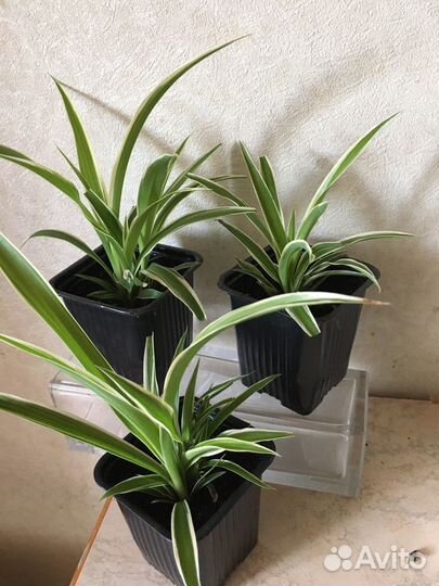 Хлорофитум