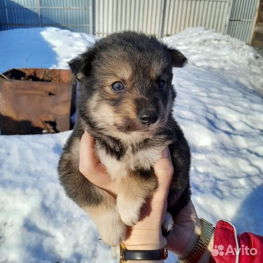 Щенки в добрые руки