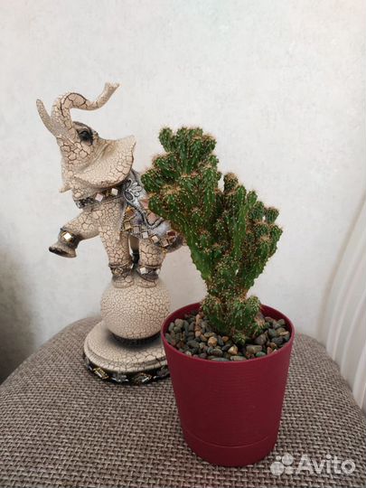 Продам кактус